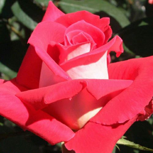 バラ苗(予約販売) 【ラブ】 2年大株苗 4号鉢 （ハイブリッドティー