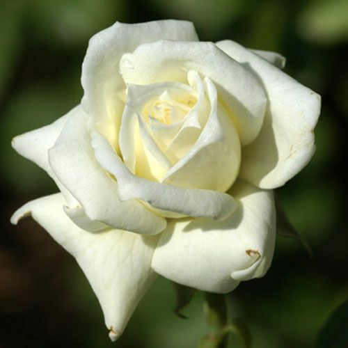 バラ苗 ペースセッター 2年大株苗 4号鉢 ミニチュアローズ ミニバラ 菜園くらぶ 種と苗と園芸資材の専門店