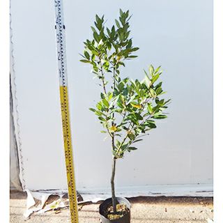 苗木 月桂樹 雌木 21cmポット | 菜園くらぶ 種と苗と園芸資材の専門店