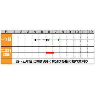 西洋野菜 種 【 アーティチョーク 】 実咲小袋