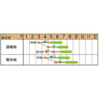 ズッキーニ 種 【 ダークヤングマン 】 100粒 ( ズッキーニの種 )
