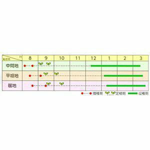 ブロッコリー 種 【 クリア 】 キダネ２０００粒( ブロッコリーの種 )