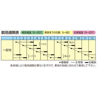 シュンギク 種 【 摘み取り瞬たろう 】 小袋(30ml) ( 春菊の種 )