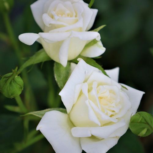 希少　薔薇苗　バラ苗　フラ…2年　1鉢 000000021286-01-l.jpg?t=