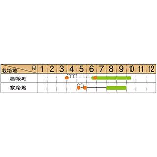 オクラ 種 【 大きくてやわらかいオクラ ビッグスティック 】 小袋 ( 野菜の種 )