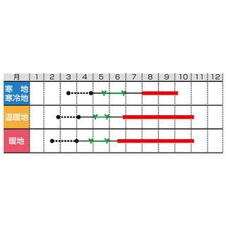 ししとう 種 【 甘とうジャンボ 】 小袋 ( とうがらし・ししとうの種 )