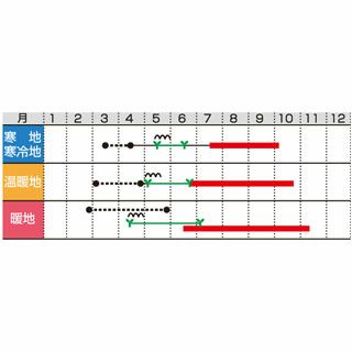 トマト 種 【 おうち野菜　大玉トマト　つよまる 】 小袋 ( トマトの種 )