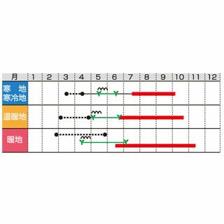 トマト 種 【 おうち野菜 ミニトマト とってもアイコ 】 小袋 ( トマトの種 )