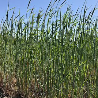 緑肥ライ麦 種 【 ライトール 】 1kg らい麦 緑化 景観作物 牧草
