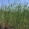 緑肥ライ麦 種 【 ライトール 】 1kg らい麦 緑化 景観作物 牧草