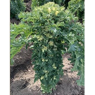 キャベツ 野菜苗 【プチヴェール ホワイト】 苗 6本セット