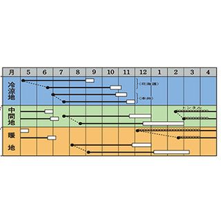 にんじん 種 【 京くれないＥＸ 】 ペレット1万粒
