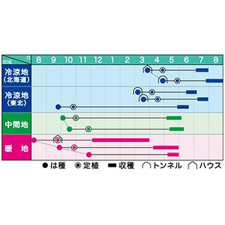 そら豆 種 【 ソラ豆緑陵西一寸 