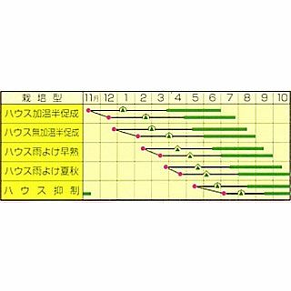 トマト 種 【 Mr．浅野のけっさく 2 （中玉） 】 100粒