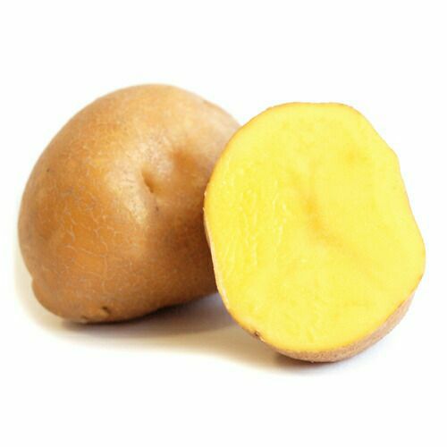 じゃがいも 種芋 【予約】 【 インカのめざめ 500g 入り】