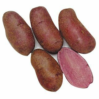  じゃがいも 種芋 【予約】 【 ノーザンルビー 500g 入り】