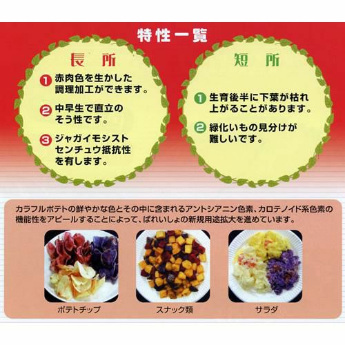  じゃがいも 種芋 【予約】 【 ノーザンルビー 500g 入り】