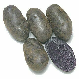 じゃがいも 種芋 【予約】 【 シャドウクイン 500g 入り】