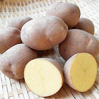 じゃがいも 種芋 【予約】 【 サッシー 500g 入り】