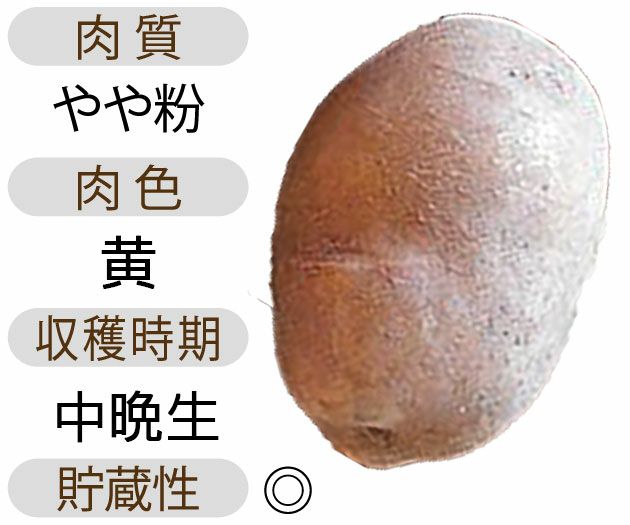 じゃがいも 種芋 【予約】 【 サッシー 500g 入り】