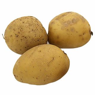 じゃがいも 種芋 【予約】 【 グウェン 500g 入り】