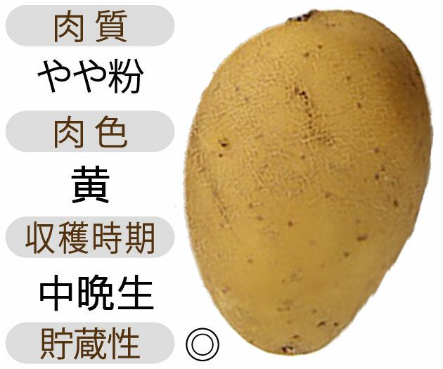 じゃがいも 種芋 【予約】 【 グウェン 500g 入り】