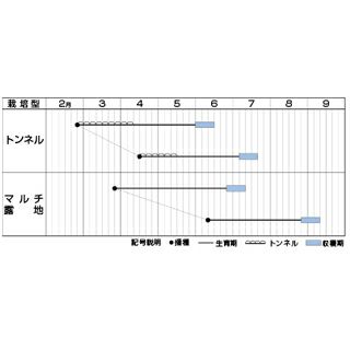  トウモロコシ 種 【ほしつぶコーン】 ＧＦ（40粒