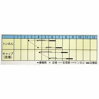 マクワ 種 【 まるごとマクワ 】 小袋