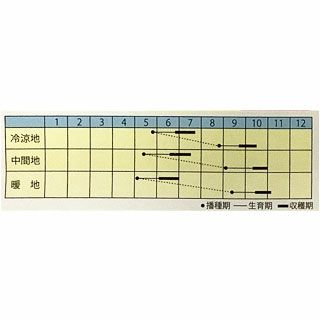 葉菜 種 【 フダンソウ　夏の風物詩 】