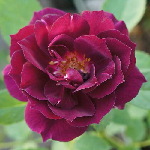 バラ苗 | 菜園くらぶ 種と苗と園芸資材の専門店