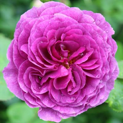 バラ苗 | 菜園くらぶ 種と苗と園芸資材の専門店