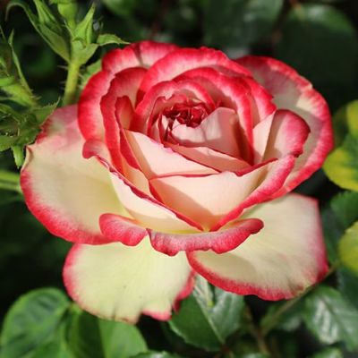 バラ苗 | 菜園くらぶ 種と苗と園芸資材の専門店