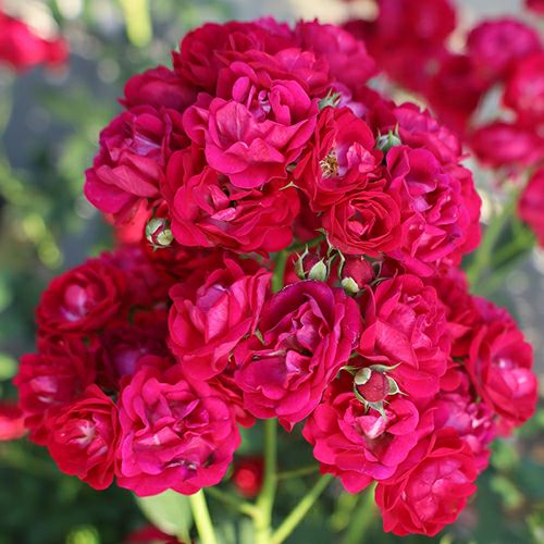 バラ苗 | 菜園くらぶ 種と苗と園芸資材の専門店