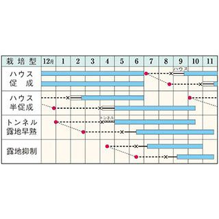 ナス 種 【 ＰＣ鶴丸 】 1,000粒 ( ナスの種 )