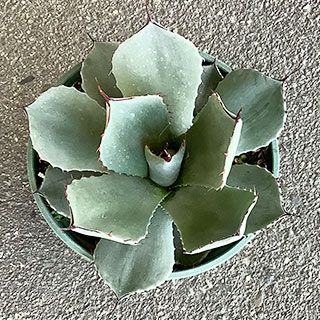  多肉植物 アガベ パリー トランカータ 15cmポット