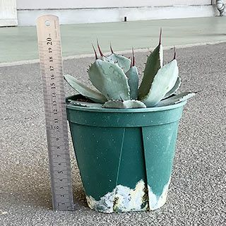  多肉植物 アガベ パリー トランカータ 15cmポット