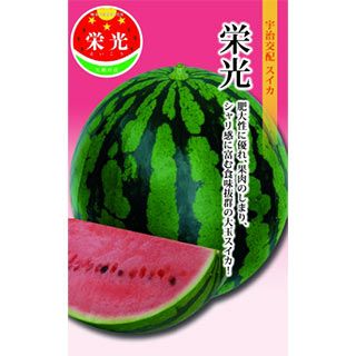スイカ 種 【 栄光 】 200粒 ( スイカの種 )
