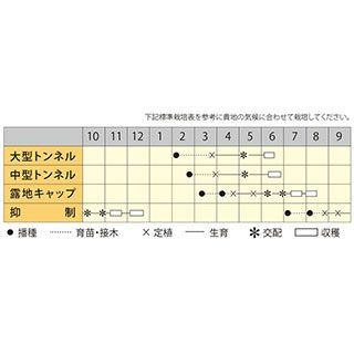スイカ 種 【 夏の姫まくら 】 200粒 ( スイカの種 )