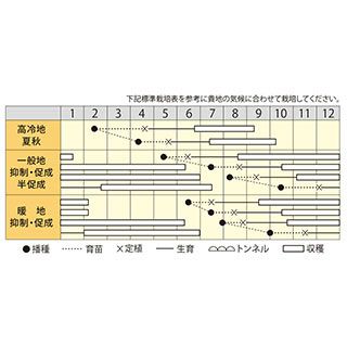 ミニトマト 種 【 なつめっ娘クリスピー 】 小袋 ( トマトの種 )