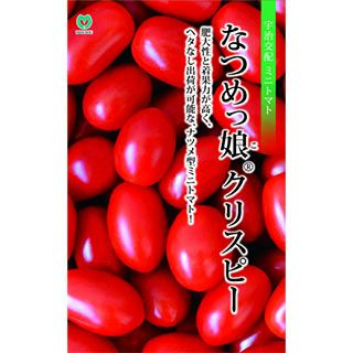 ミニトマト 種 【 なつめっ娘クリスピー 】 500粒 ( トマトの種 )