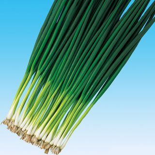 ネギ 種 【 やまひこ 】 20ｍｌ ( ネギの種 )