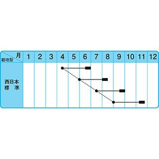 ネギ 種 【 やまひこ 】 20ｍｌ ( ネギの種 )