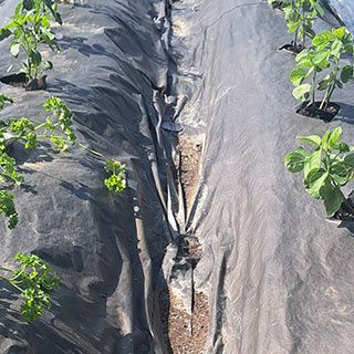 紙マルチ　厚み0.085mm×幅95cm×長さ10ｍ 菜園用