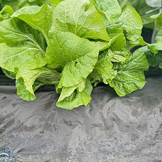 紙マルチ　厚み0.085mm×幅95cm×長さ20ｍ 菜園用