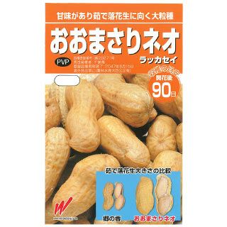 落花生 種 【 おおまさりネオ（むき実） 】 30ｍｌ ( ラッカセイの種 )