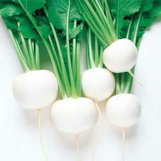 カブ 種 【 スワン 】 Lコート5000粒 ( カブの種 )