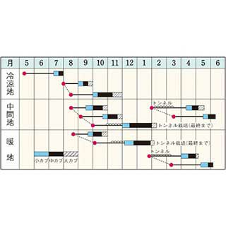 カブ 種 【 スワン 】 Lコート5000粒 ( カブの種 )