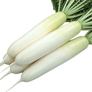 ダイコン 種 【 夏秋自慢 】 キダネ800粒 ( ダイコンの種 )