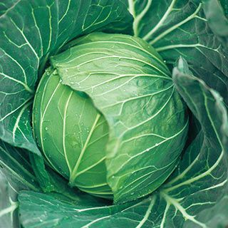  キャベツ苗 スイーツキャベツ（とくみつ） 6本セット【予約販売】 野菜苗