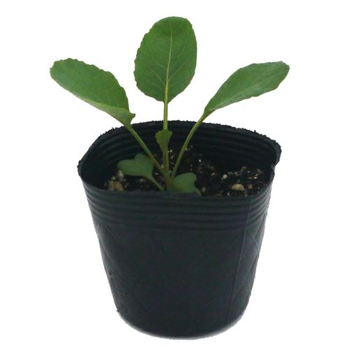 ブロッコリー苗 スティックセニョール 6本セット【予約販売】 野菜苗